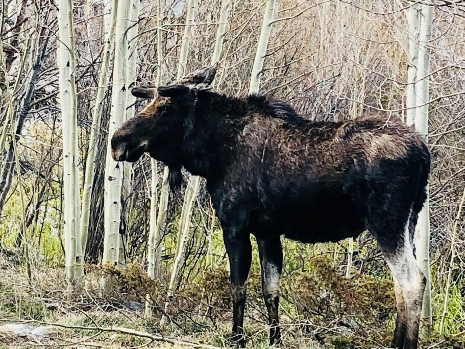 Boulder Best City And Nature With Lake And Trails Pets Ok Bagian luar foto